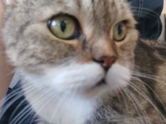 -喵园·猫主题咖啡厅·撸猫·猫咖(国贸店)