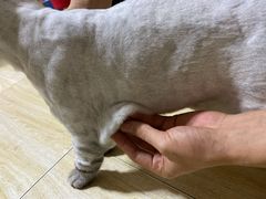 -A猫a狗全科·犬猫异宠·芥西宠物医院(南开总院)