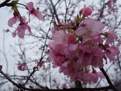 -天适樱花悠乐园