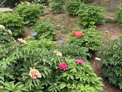 -国家植物园南园