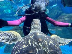 -锦艺城海洋馆