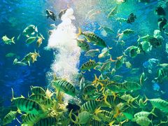 -芜湖新华联大白鲸海洋公园