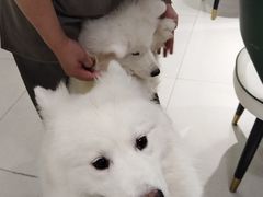 -安格丽娜·狗咖·猫咖羊驼咖(春熙路百盛商场店)