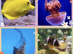 -太平洋海底世界