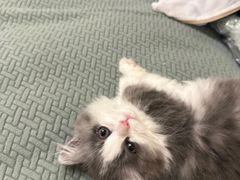 -momokira米努特·德文卷毛猫·棉花面纱犬