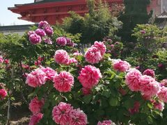 -曹州百花园