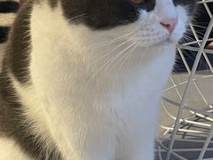 -猫儿山۰猫主题餐厅