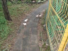 -丽泽山庄·生态怀柔菜·虹鳟鱼(红螺寺店)