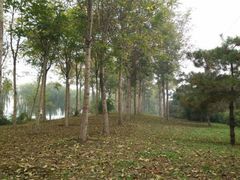 android_upload_pic-太平河公园