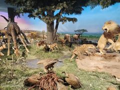 -国家自然博物馆