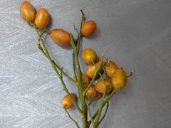 -百果园PAGODA(中铭豪园店)