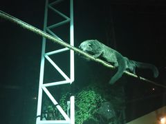 -清迈夜间动物园