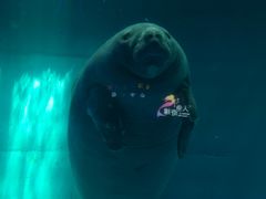 -泉城欧乐堡海洋极地世界