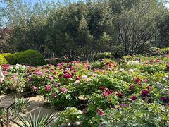 -莲花池公园