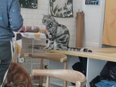 大堂-平行世界·猫咖(首经贸店)