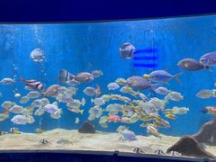 -合肥海洋世界