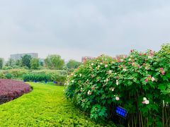 -天府芙蓉园