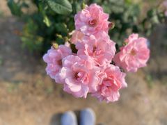 -永定河休闲森林公园