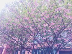 -崇明东平国家森林公园烧烤房车露营地