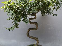 -成都杜甫草堂博物馆