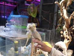 -青石桥花鸟鱼虫市场(叠翠城店)