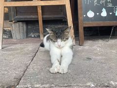 -鸣鹤古镇