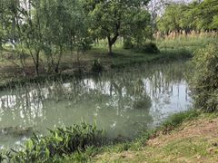 -贡湖湾湿地公园