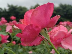 -亚龙湾国际玫瑰谷