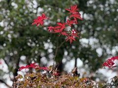 -青枫公园