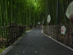 -陈家山荷花公园