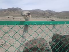 -新疆天山野生动物园