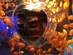 -芜湖新华联大白鲸海洋公园