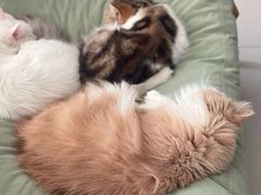 -平行世界·猫咖(首经贸店)