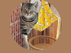 -帕帕拉兹宠物(亚洲旗舰店)