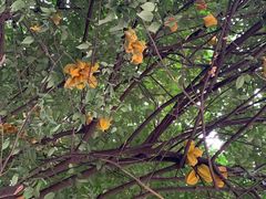 -西双版纳傣族园