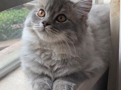 -珠海悠米米努特矮脚猫舍