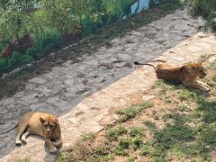 -西霞口神雕山野生动物世界