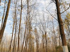 -合肥滨湖国家森林公园