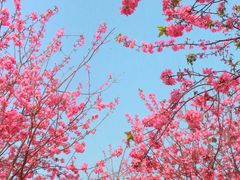 -天适樱花悠乐园