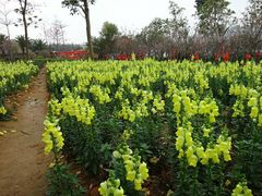 -天适樱花悠乐园