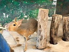 -正佳雨林生态植物园