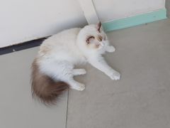 -怪兽屋·羊驼·猫咖·狗咖(俊华广场店)