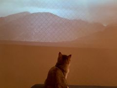 -猫大福·Fortune Cat猫舍(百子湾店)