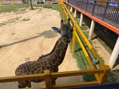 -西霞口神雕山野生动物世界