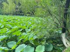 -桂湖森林公园