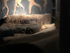 -清迈夜间动物园