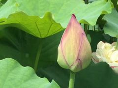 -陈家山荷花公园