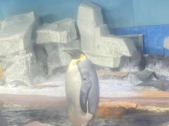 -海合安武汉极地海洋公园