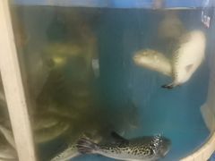 -天正河鲀·河豚亭(大连店)