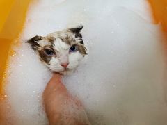 -创凡宠物医院·骨专科  猫科中心(西乡分院)